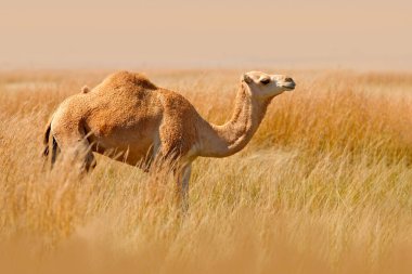 Dromedary ya da Arap devesi, Camelus dromedarius, tek hörgüçlü tek ayak parmaklı. Mısır çayırlarındaki uzun altın çayırlarda deve. Vahşi doğada yaz günü. Dromedary yaşam alanında yürüyor.