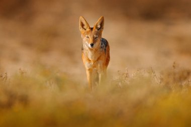Çakal ve akşam güneş ışığı. Kara sırtlı Çakal'ın, büyük köpek mesomelas mesomelas, uzun kulakları, Tanzanya, Güney Afrika ile hayvan portresi. Güzel güneş ışığı ile Afrika'dan güzel yaban hayatı sahne.