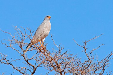 Vahşi Solgun Atmaca, Melierax Canorus, Kalahari Çölü 'nde kemirgen avlayan yırtıcı kuş. Renkli yırtıcı kuş, turuncu bacaklı ve gagalı mavi-gri kuş, Kgalagadi, Afrika. Ağaçtaki şahin. 