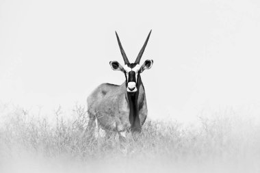 Turuncu pembe kum tepeli Gemsbok akşam batımı. Gemsbuck, Oryx gazella, doğa habitatında büyük bir antilop, Sossusvlei, Namibya. Savanadaki vahşi hayvanlar. Büyük boynuzlu bir hayvan..