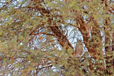 Ağaçta gizlenmiş baykuş. Benekli kartal-baykuş, Bubo africanus, Güney Afrika, Kgalagadi 'deki doğal yaşam alanında bulunan Afrika baykuşudur. Ağaç ormanı olan gece kuşu. Güney Afrika 'da kuş izleme.