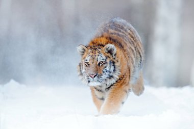 Vahşi kış doğasında kaplan, karda koşuyor. Sibirya kaplanı, Panthera tigris altaica. Tehlikeli bir hayvanla vahşi yaşam sahnesi. Tayga, Rusya 'da soğuk kış. Vahşi Amur kedili kar taneleri. 