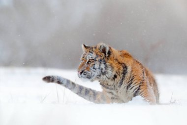 Vahşi kış doğasında kaplan, karda koşuyor. Sibirya kaplanı, Panthera tigris altaica. Tehlikeli bir hayvanla vahşi yaşam sahnesi. Tayga, Rusya 'da soğuk kış. Vahşi Amur kedili kar taneleri. 