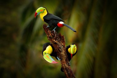 Yılan gagalı Toucan, Ramphastos sülfuratus, Kosta Rika 'daki ormanın dalında duran büyük gagalı kuş. Orta Amerika 'da doğa yolculuğu. Doğada güzel bir kuş.