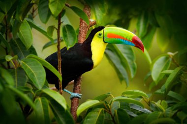 Kosta Rika vahşi yaşamı. Tukan ormandaki dalda oturuyor, yeşil bitki örtüsü. Orta Amerika 'da doğa gezisi tatili. Yılan gagalı Toucan, Ramphastos sülfüratı. Kosta Rika 'dan vahşi yaşam.