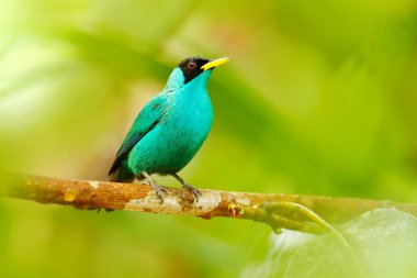 Yeşil Honeycreeper, Chlorophanes spiza, Kosta Rika 'dan gelen egzotik tropikal malakit yeşil ve mavi kuş. Tropikal ormandan tango. Vahşi yaşam sahnesi, habitattaki kuş..