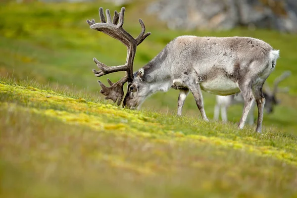 Animal Selvagem Noruega Rena Rangifer Tarandus Com Chifres Maciços Grama — Fotografia de Stock