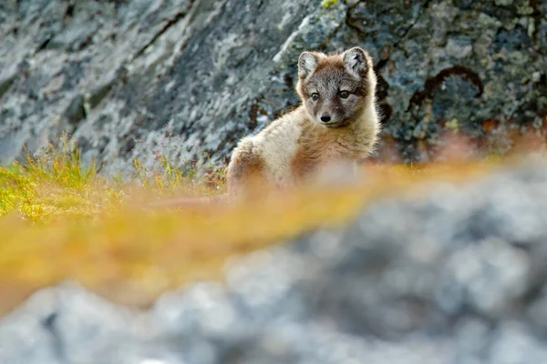 Lucha Lindos Zorros Árticos Vulpes Laguna Hábitat Rocoso Naturaleza Svalbard —  Fotos de Stock