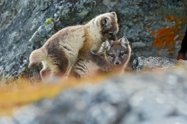 Бійка Гарних Маленьких Арктичних Фоксів Vulpes Lagopus Природному Скелястому Середовищі — стокове фото