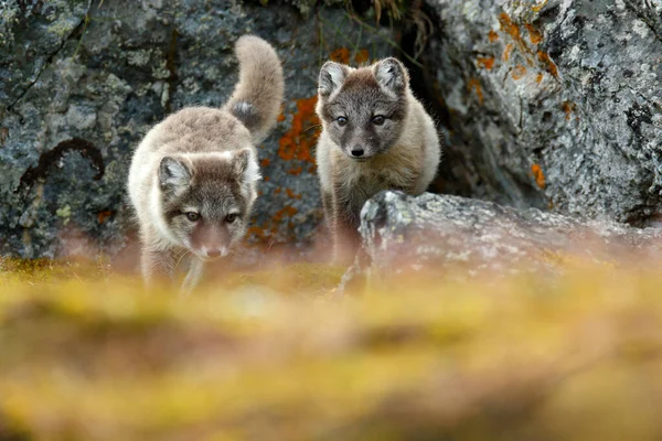 Küzdelem Aranyos Kis Sarkvidéki Rókák Vulpes Lagopus Természet Sziklás Élőhely — Stock Fotó