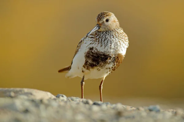 Dunlin Calidris Alpina Norveç Svalbard Kentindeki Doğa Ortamında Kuşu Dunlin — Stok fotoğraf