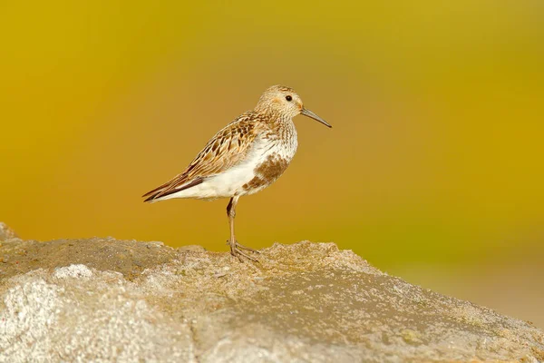 Dunlin Calidris Alpina Water Bird Nature Habitat Svalbard Norway Dunlin — Stock Photo, Image