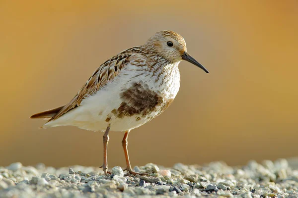 Dunlin Calidris Alpina Oiseau Aquatique Dans Habitat Naturel Svalbard Norvège — Photo