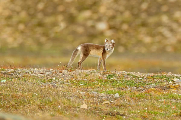 Arctic Fox Vulpes Lagopus Cute Animal Portrait Nature Habitat Grassy — Stock Photo, Image