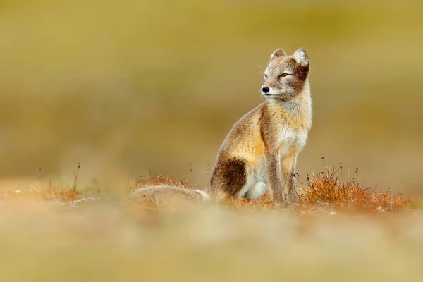 北極フォックス Vulpes Lagopus 自然の生息地のかわいい動物の肖像画 花のある草の牧草地 スヴァールバル ノルウェー 白い綿の草の中に美しい野生動物 野生動物の顔の肖像 — ストック写真