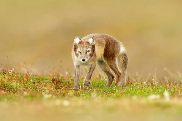 Arctic Fox Vulpes Lagopus Aranyos Állatportré Természet Élőhelyén Füves Rét — Stock Fotó