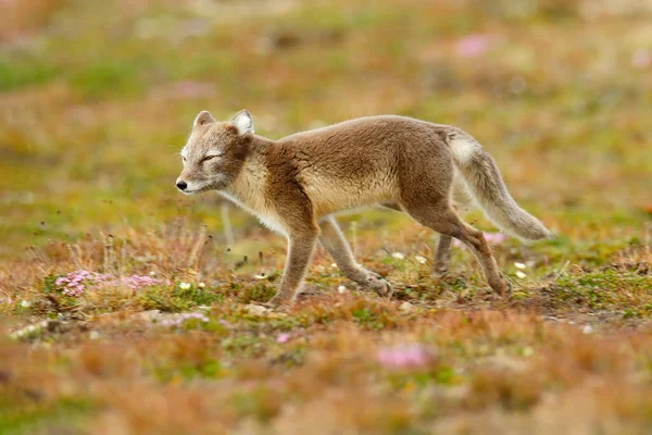 Arctic Fox Vulpes Lagopus Gulligt Djurporträtt Naturmiljön Gräsbevuxen Äng Med — Stockfoto