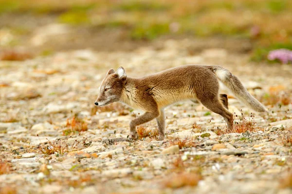 Zorro Ártico Vulpes Laguna Lindo Retrato Animal Hábitat Natural Prado — Foto de Stock