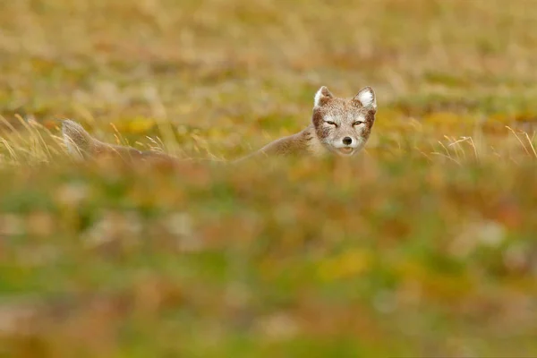 北極フォックス Vulpes Lagopus 自然の生息地のかわいい動物の肖像画 花のある草の牧草地 スヴァールバル ノルウェー 白い綿の草の中に美しい野生動物 野生動物の顔の肖像 — ストック写真
