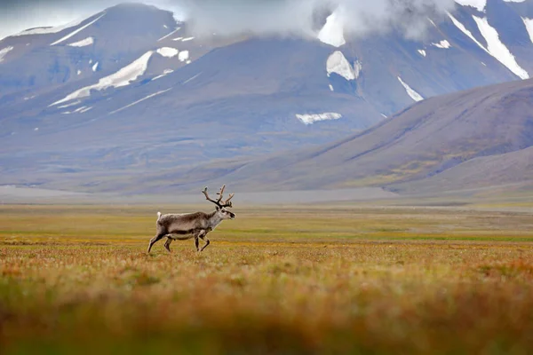 Bellissimo Cervo Solitario Campo Con Montagne Sullo Sfondo — Foto Stock