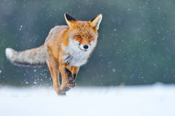 Red Fox Jacht Vulpes Vulpes Wildlife Scene Uit Europa Oranje — Stockfoto