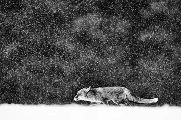 Red Fox Hunting Vulpes Vulpes Wildlife Scene Europe Black White — Stock Photo, Image