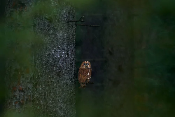 フクロウと暗い森 茶色のフクロウの木の切り株の暗い森の生息地に座っている 自然の中で美しい動物 スウェーデンの森の鳥 暗いトウヒの森からの野生動物のシーン Tawny Owl Hidden — ストック写真