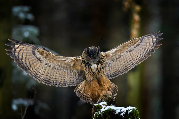 Aterragem Coruja Eurasian Eagle Owl Bubo Bubo Sentado Tronco Árvore — Fotografia de Stock