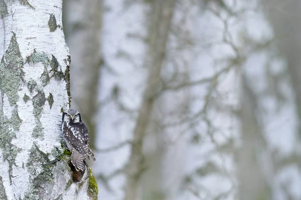 Hawk Owl in nature forest habitat, white birch tree, during cold winter. Wildlife scene from nature.  Nature of north Europe. Snowy winter scene with hawk owl, larch tree.