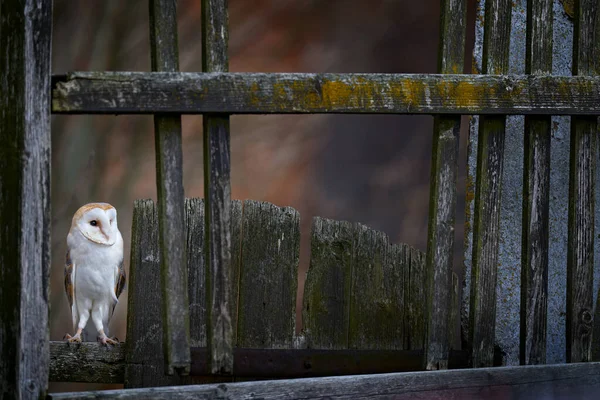 Arn Owl Sitting Wooden Fence Front Country Cottage Bird Urban — Stock Photo, Image