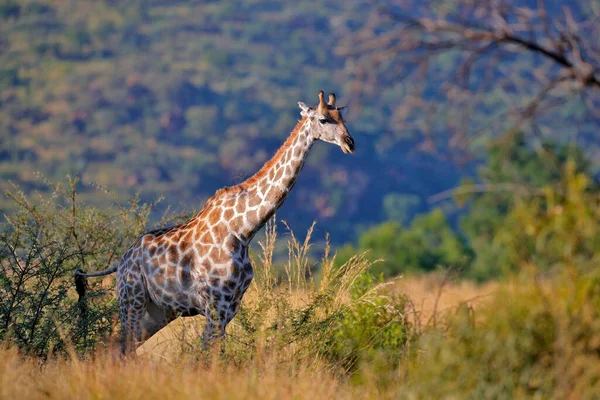 Žirafa Lese Velkými Stromy Večerní Světlo Západ Slunce Idylická Žirafa — Stock fotografie