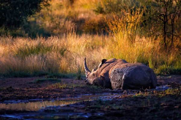 Nosorożec Pilanesberg Republika Południowej Afryki Biały Nosorożec Ceratotherium Simum Duże — Zdjęcie stockowe