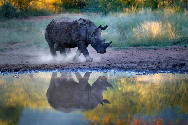 Rinoceronte Pilanesberg África Sul Rinoceronte Branco Ceratotherium Simum Grande Animal — Fotografia de Stock