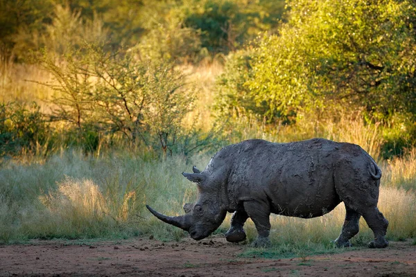 Rhinoceros Pilanesberg 白色的犀牛 西门子 非洲的大型动物 靠近水 来自非洲的野生动物场景森林中的犀牛栖息地 — 图库照片