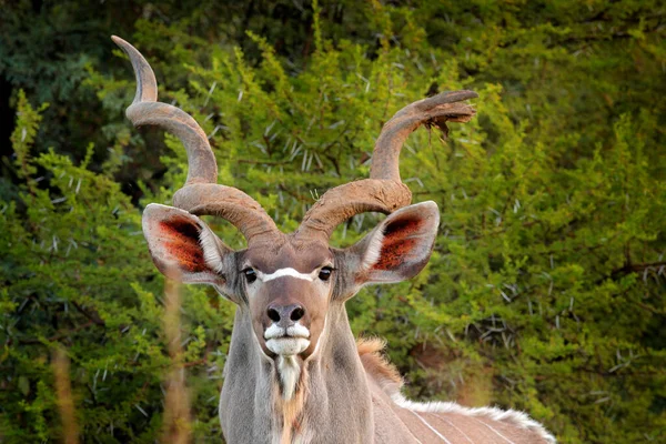 Kudu Tragelaphus Strepsiceros Guapo Antílope Con Cuernos Espiral Animal Hábitat — Foto de Stock