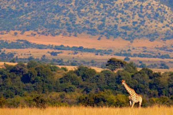 Giraffe Grüne Vegetation Mit Tieren Wildszene Aus Der Natur Pilanesberg — Stockfoto