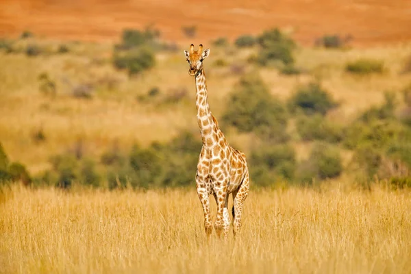 Zsiráf Zöld Növényzet Állattal Vadvilági Jelenet Természetből Pilanesberg Afrika Zöld — Stock Fotó