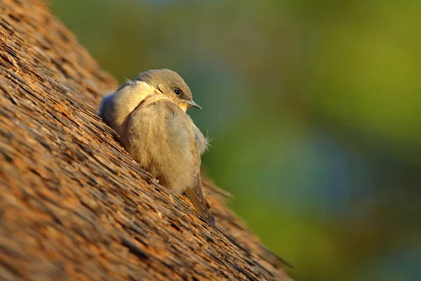 Rock Martin Ptyonoprogne Fuligula Small Passerine Bird Swallow Family Sitting — Stock Photo, Image