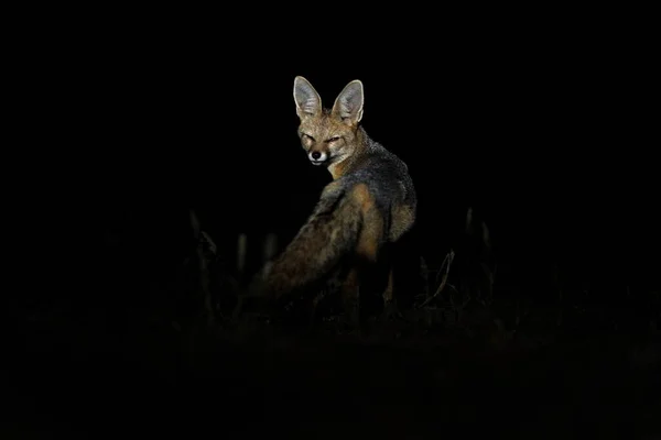 Renard Afrique Nuit Cape Fox Portrait Visage Kgalagadi Botswana Chien — Photo