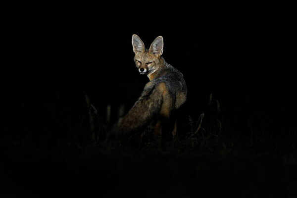 Africa fox at night. Cape fox, face portrait in Kgalagadi, Botswana. wild dog from Africa. Rare wild animal, evening light in grass. Wildlife scene, Okavango delta, Botswana.