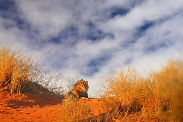 Leone Nella Sabbia Delle Kgalagadi Con Erba Cielo Blu Gatto — Foto Stock