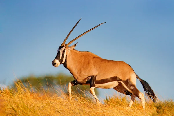 Gemsbok Com Grama Dourada Gemsbuck Oryx Gazella Grande Antílope Habitat — Fotografia de Stock