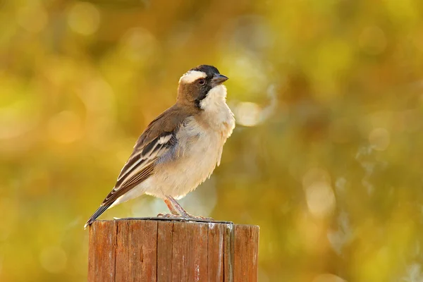 White Browed Sparrow Weaver Plocepasser Mahali Sitting Tree Trunk Nature — Stock Photo, Image