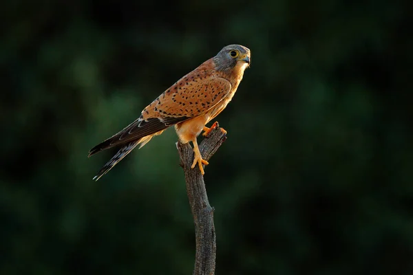 Cernícalo Roca Falco Rupicolus Sentado Rama Del Árbol Con Cielo —  Fotos de Stock