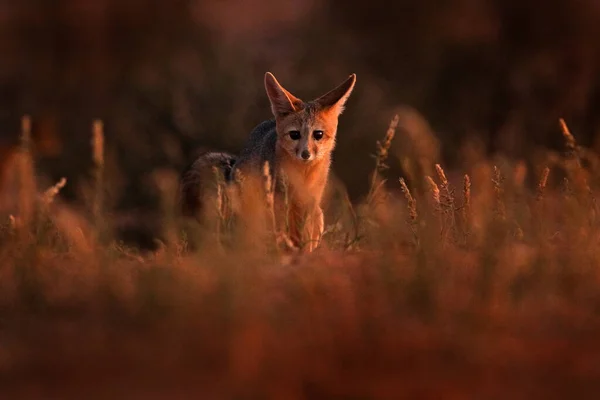 Afrykański Lis Nocy Przylądek Fox Portret Twarzy Kgalagadi Botswana Dziki — Zdjęcie stockowe