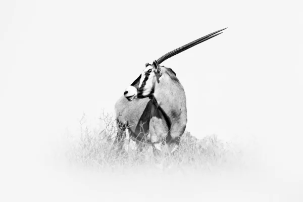 Γκέμσμποκ Ασπρόμαυρη Αφρικανική Τέχνη Gemsbuck Oryx Gazella Μεγάλη Αντιλόπη Στο — Φωτογραφία Αρχείου