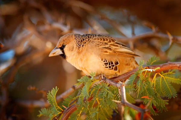 Sosyal Weaver Philetairus Socius Doğal Ortamında Gözü Morarmış Bir Kuş — Stok fotoğraf
