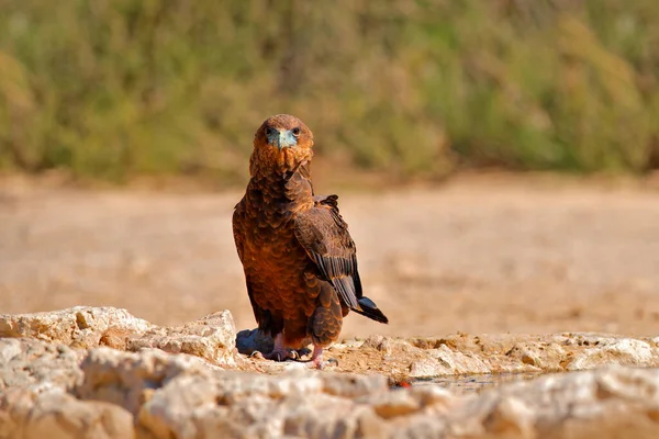 Bateleur Terathopius Ecaudatus 岩の多い地面にある若い鳥のワシ 日当たりの良い乾燥した砂漠を背景にした水飲み場で飲む アフリカの野生動物サファリ 水の穴の近く Kgalagadi ボツワナ — ストック写真