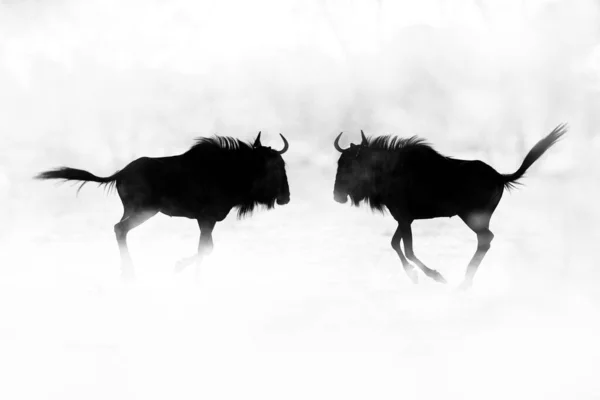 Wildebeest Boj Blue Wildebeest Connochaetes Taurinus Louce Velké Zvíře Přírodním — Stock fotografie