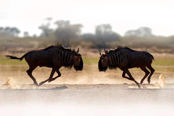 Antiloplar Savaşıyor Mavi Antilop Connochaetes Taurinus Çayırda Botsvana Afrika Daki — Stok fotoğraf